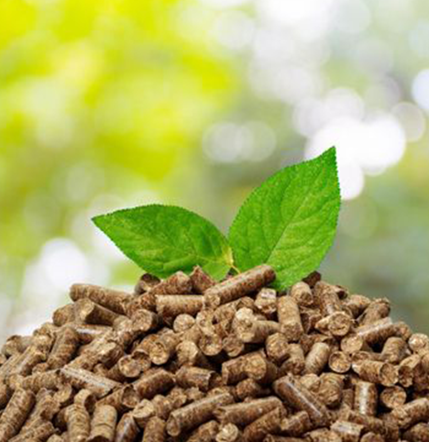 Cattle Feeds